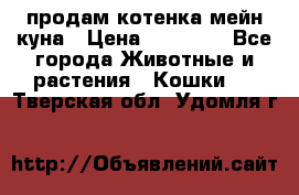 продам котенка мейн-куна › Цена ­ 35 000 - Все города Животные и растения » Кошки   . Тверская обл.,Удомля г.